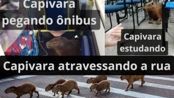 A Revolu&ccedil;&atilde;o das Capivaras