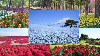 O Espet&aacute;culo da Flora&ccedil;&atilde;o no Parque Hitachi Seaside