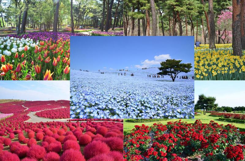 O Espet&aacute;culo da Flora&ccedil;&atilde;o no Parque Hitachi Seaside